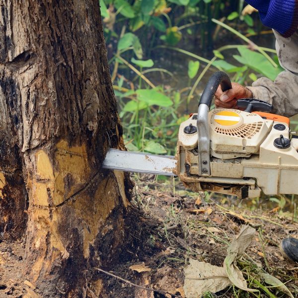 Man with chainsaw cutting the tree